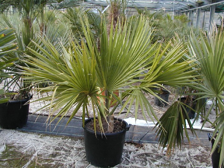 Sabal minor 90/100cm